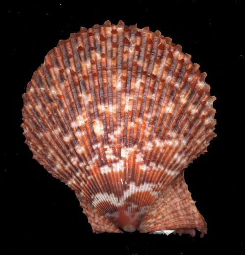 Mimaclamys varia